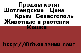 Продам котят Шотландские › Цена ­ 6-000 - Крым, Севастополь Животные и растения » Кошки   